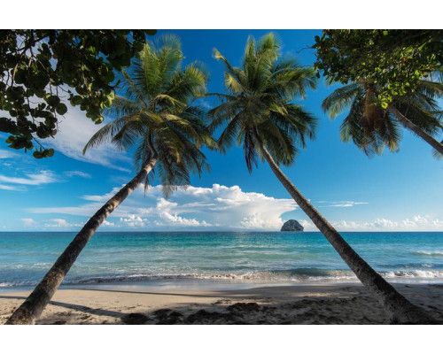 Fototapete mit Palmen an der Küste eines tropischen Strandes, mit klarem, blauem Wasser im Hintergrund.