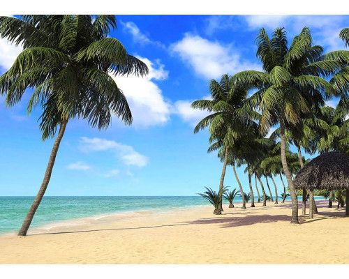 Fototapete Palmen am Meer