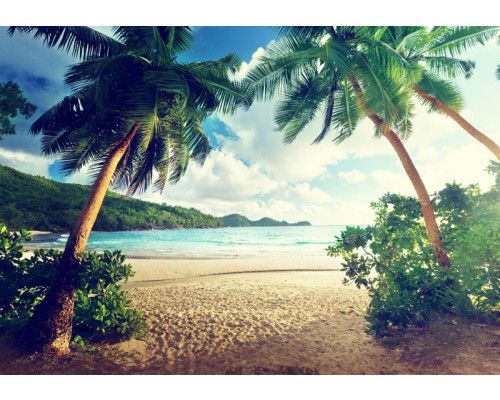 Tropische Fototapete mit Palmen am Strand und einem ruhigen Meer im Hintergrund.