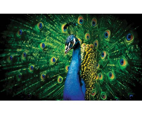 Fototapete eines Pfaus mit grünen Federn, die sich auf den eleganten Vogel konzentriert.