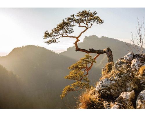 Fototapete des Pieniny-Gebirges mit Blick auf den Berg Sokolica und die umliegenden Wälder.