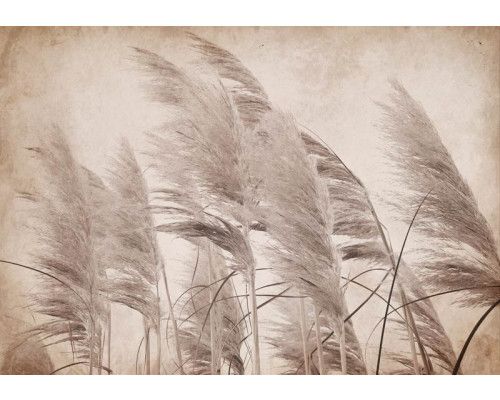 Fototapete mit Vintage-Federn in sanften, natürlichen Tönen und detaillierten Mustern.