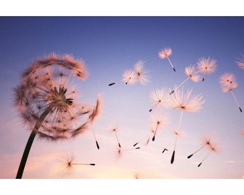 Eine wunderschöne Pusteblume, detailgetreu eingefangen auf einer natürlich wirkenden Fototapete.
