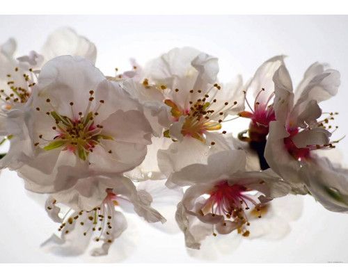 Fototapete Pflaumenblüten