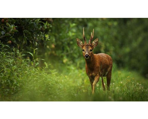 Fototapete mit einem Reh in einem grünen Wald.