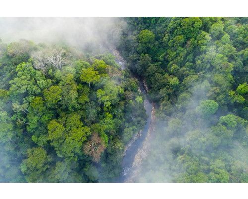 Fototapete eines Regenwaldes im Nebel, mit dichten Bäumen und einer geheimnisvollen Atmosphäre.