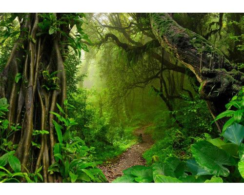 Ein dichter Regenwald mit üppigem Dschungel und Bäumen, eingefangen auf dieser Fototapete mit einer heiteren Naturkulisse.