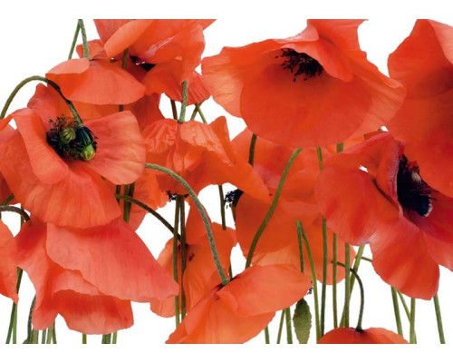 Fototapete Rote Mohnblumen