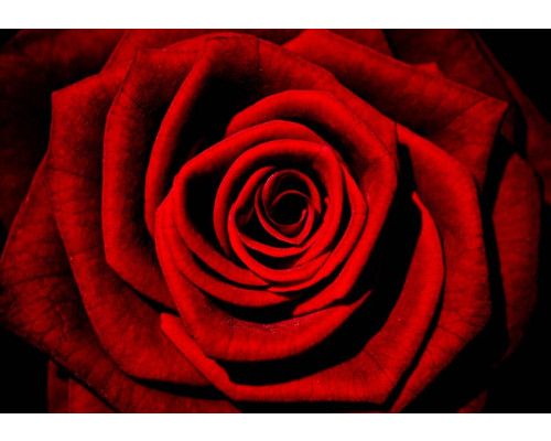 Rote Rose im Malstil, eine Fototapete, die Liebe und Romantik ausstrahlt.