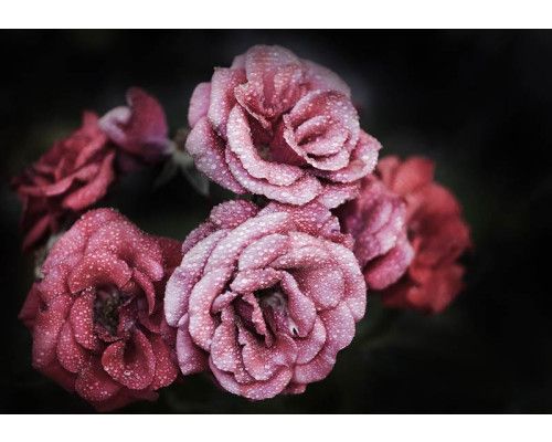 Romantische Fototapete mit Blumen, Rosen und Pfingstrosen, detailliert und stimmungsvoll.