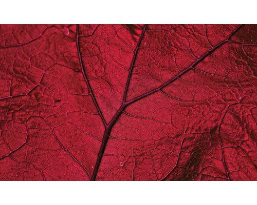 Rotes Blatt Fototapete, Natur und warme Töne kombiniert.