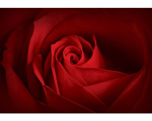 Rosa Blumen in einem abstrakten Design, gerendert auf einer künstlerischen Fototapete für eine warme Atmosphäre.