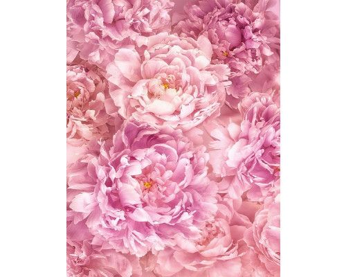 Rosa Pfingstrosenblüten, sanft und romantisch dargestellt in dieser Fototapete, perfekt für einen beruhigenden Raum.