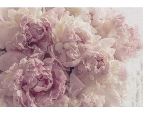 Rosa Pfingstrosen auf Fototapete, buntes Blumenmotiv.