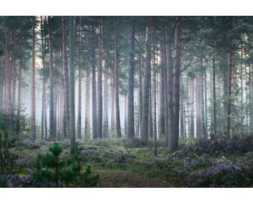Fototapete mit einer rustikalen Waldlandschaft, in der die Bäume von einer Nebelschicht bedeckt sind und die Natur in Stille gehüllt ist.