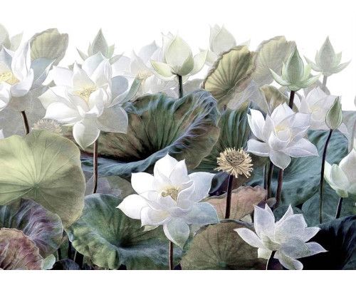 Fototapete Painterly Lotus Flowers