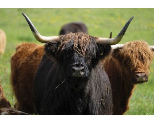 Fototapete eines schottischen Hochlandbewohners, Tier in seinem natürlichen Lebensraum.