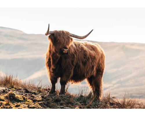 Fototapete eines imposanten schottischen Hochlandbewohners in den Bergen, mit einer natürlichen Landschaft und wilden Bisons.