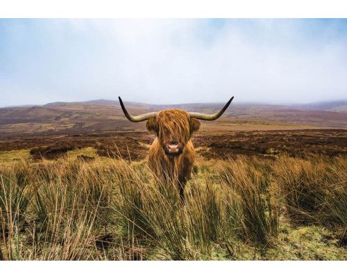 Ein schottischer Highlander in einem weitläufigen Naturschutzgebiet, abgebildet vor einem natürlichen Hintergrund aus Heideland und Wald.