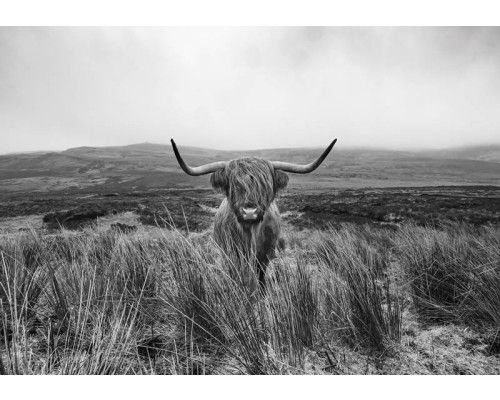 Schwarz-Weiß-Bild eines schottischen Hochlandbewohners, aufgenommen in einer natürlichen Umgebung mit einer ruhigen Atmosphäre.