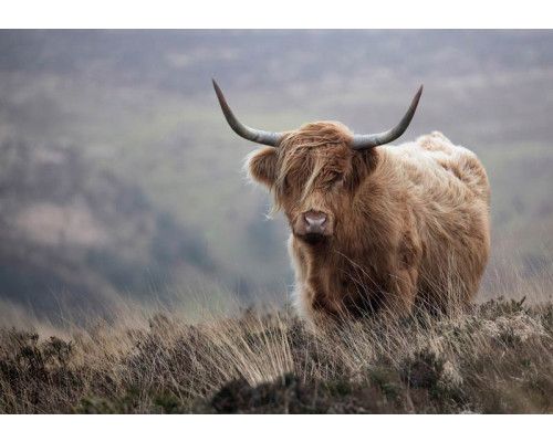 Fototapete eines schottischen Hochländers in der Wildnis, mit einem natürlichen und wilden Look.