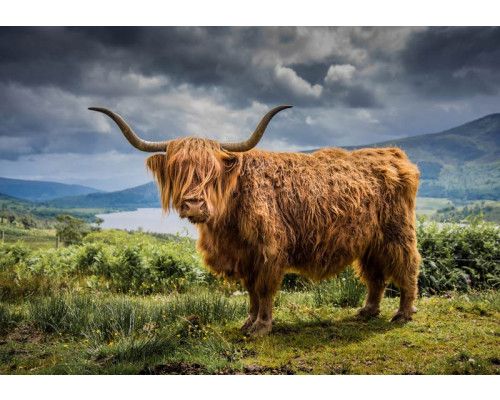 Diese Fototapete zeigt einen schottischen Highlander in der Berglandschaft, mit einem ruhigen Hintergrund aus Bergen und grünen Feldern.