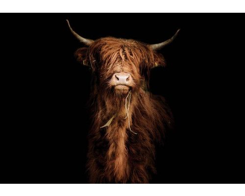 Fototapete mit einem majestätischen schottischen Highlander auf dunklem, schwarzem Hintergrund. Die kraftvolle Silhouette des Ochsen erzeugt einen dramatischen Effekt im Schlafzimmer.