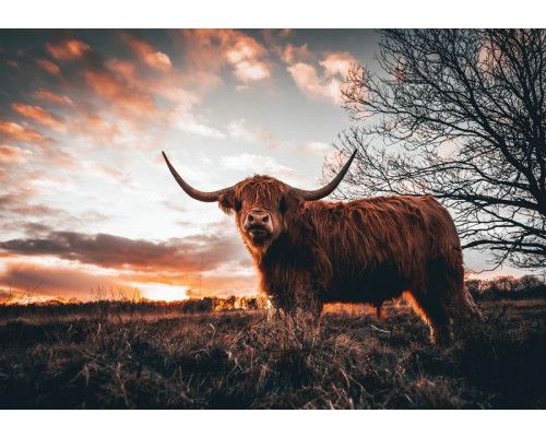 Eine Fototapete mit einem schottischen Highlander in einer weiten Landschaft mit untergehender Sonne.