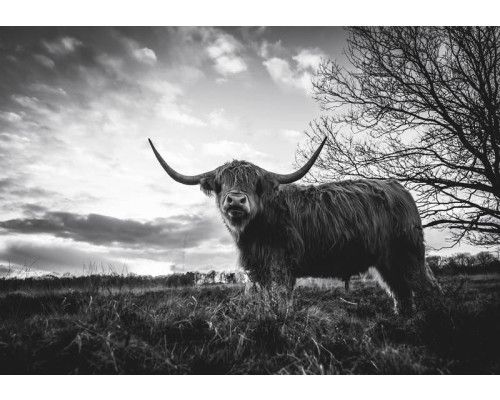 Schottischer Highlander in Schwarz-Weiß, fotografiert bei Sonnenuntergang in einer weiten Heidelandschaft, Fototapete für einen robusten natürlichen Look.
