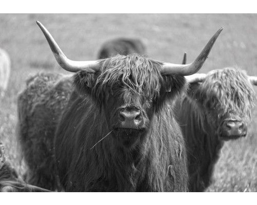 Fototapete eines schottischen Hochländers in schwarz-weiß, Tierfotografie.