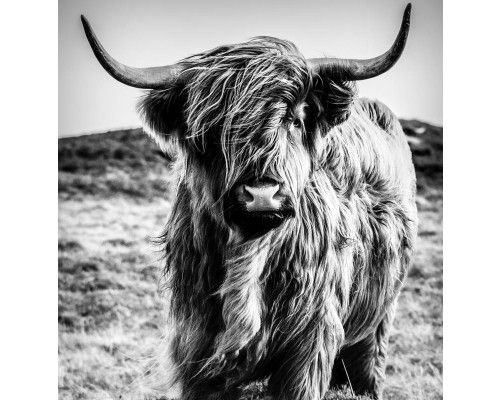 Fototapete eines schottischen Hochlandbewohners in Schwarz-Weiß, abgebildet in einer natürlichen Umgebung.