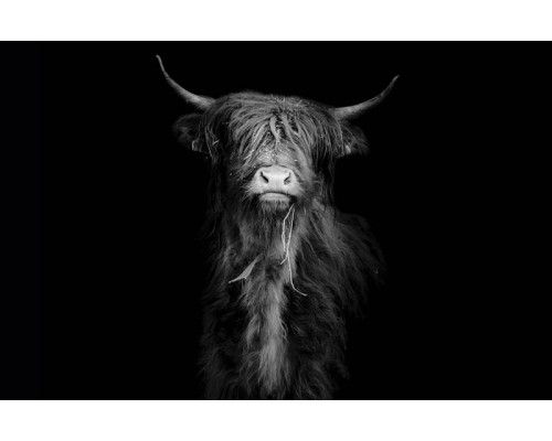 Schwarz-Weiß-Fototapete mit einem schottischen Highlander, der stolz in einer Landschaft steht.