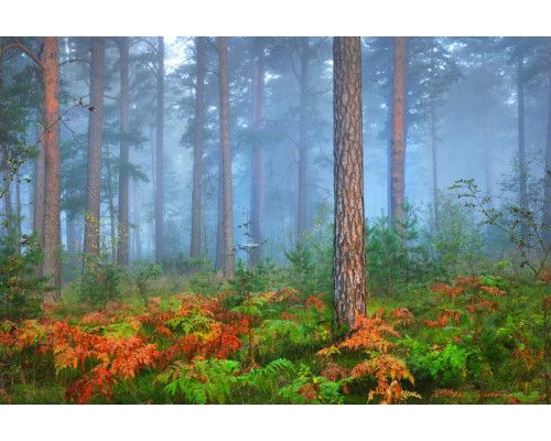 Fototapete eines stimmungsvollen Waldes, der in einen geheimnisvollen Nebel gehüllt ist, der ein märchenhaftes Bild erzeugt.