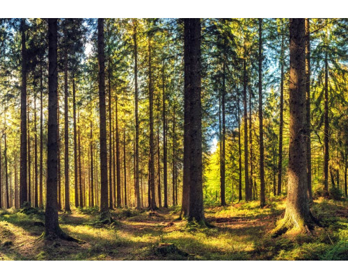 Fototapete mit einem stimmungsvollen Kiefernwald und warmem Sonnenlicht zwischen den hohen Bäumen.
