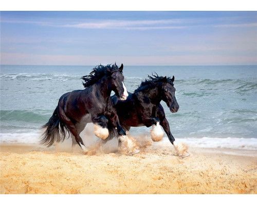 Fototapete Shire Horses entlang des Strandes