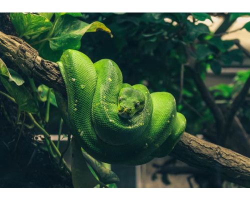 Eine Schlange schlängelt sich durch grünes Laub, das auf dieser Fototapete detailgetreu wiedergegeben wird.