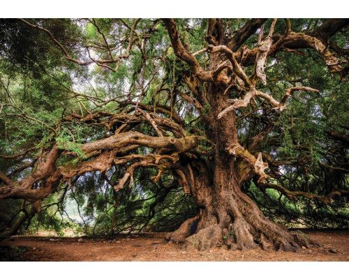 Löwe bei Sonnenuntergang in Afrika, warme und natürliche Fototapete.