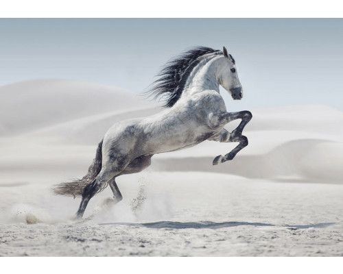 Fototapete Steigendes Pferd in der Wüste mit einem kraftvollen weißen Pferd, das sich in einer hellen Sandlandschaft vor sanften Dünen aufbäumt.