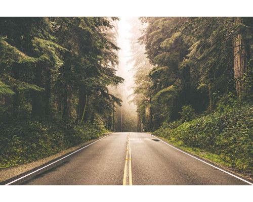 Eine Fototapete von einer amerikanischen Straße, die durch einen Wald führt, erstellt in einem 3D-Stil für zusätzliche Tiefe.