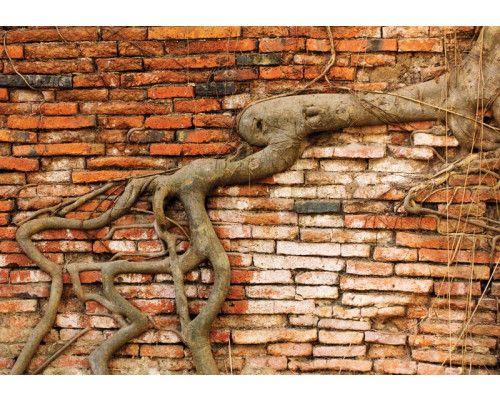 Fototapete mit verwitterten Baumwurzeln vor einer Ziegelwand, mit einem natürlichen und industriellen Design.