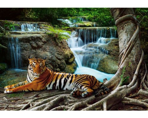 Fototapete eines Tigers an einem Wasserfall im Wald.