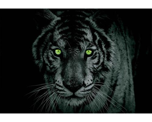 Fototapete von Unterwassertieren in einem Aquarium, ideal für Kinder.