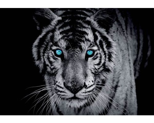Blauäugiger Tiger, dargestellt in Schwarz-Weiß auf einer beeindruckenden Fototapete.