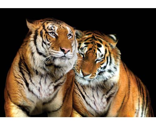 Tiger, Wildtiere, Natur Fototapete, ideal für einen abenteuerlichen Raum.