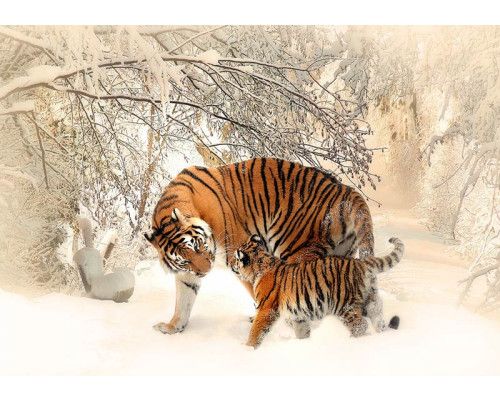 Tiger im Schnee in den Urwäldern Russlands, Fototapete mit einem kühlen, winterlichen Thema.