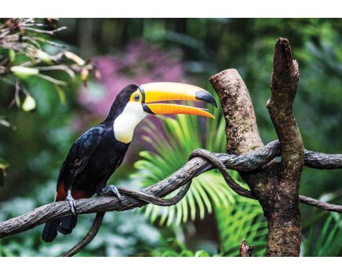 Fototapete eines Riesentukans mit einer detaillierten Darstellung des bunten Vogels.