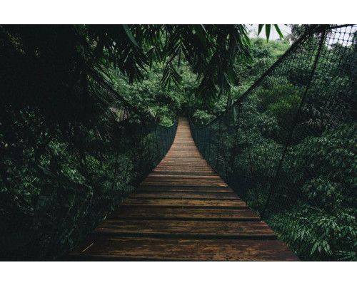 Fototapete mit einer Seilbrücke, die sich durch einen tropischen Regenwald schlängelt, umgeben von dichtem Dschungel und grüner Natur.