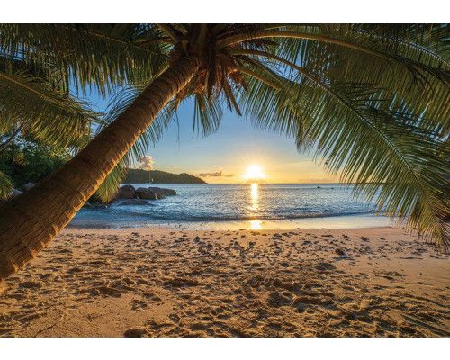 Fototapete von einem tropischen Strand mit einer einsamen Palme, einem warmen Sonnenuntergang und einem klaren blauen Meer