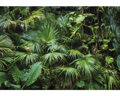 Tropischer Dschungel mit üppigen grünen Pflanzen und exotischen Blumen, Fototapete, die eine Oase der Ruhe und Natur schafft.