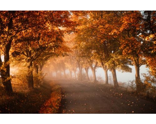 Ein Tunnel aus Herbstbäumen, wunderschön im 3D-Stil auf einer stimmungsvollen Fototapete festgehalten.